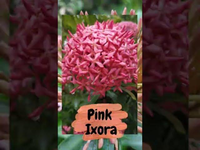 Pink Ixora | Ixora | Chinese Ixora