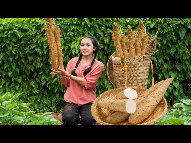 Linh Đan's Farm Life: Harvesting Wild Yam, Market Day & Animal Care 