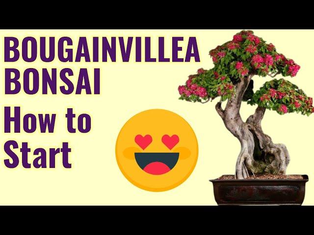 HOW TO GROW BOUGAINVILLEA BONSAI, BOUGAINVILLEA BONSAI, BOUGAINVILLEA BONSAI REPOTTING