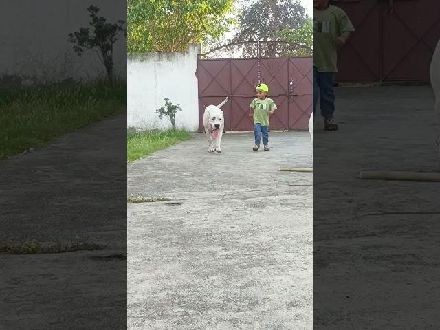 DOGO ARGENTINO #dog #americanbully #pitlove #dogbreed #dragonspitkennel #motivation #pitbull #shorts