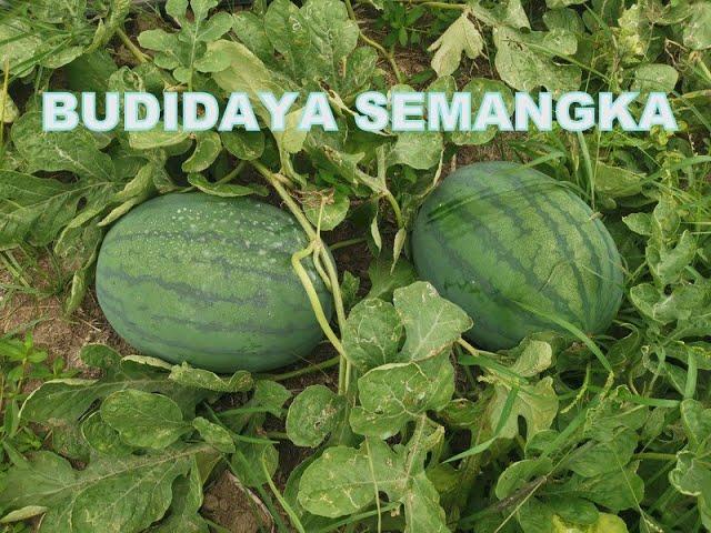 BUDIDAYA SEMANGKA NON BIJI LENGKAP FUL SOP BMA