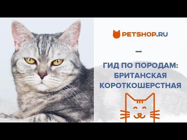 ГИД ПО ПОРОДАМ: БРИТАНСКАЯ КОРОТКОШЕРСТНАЯ КОШКА