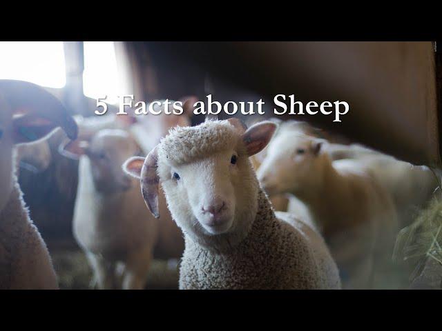 5 Facts about Sheep |  5 Facts Hub