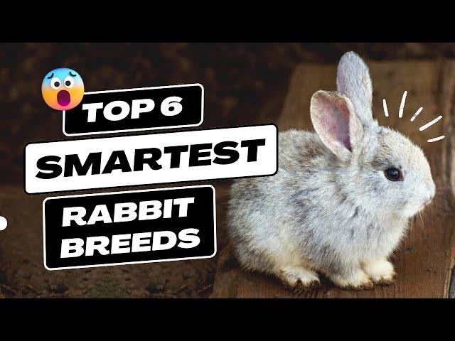 Top 6 Smartest Rabbit Breeds