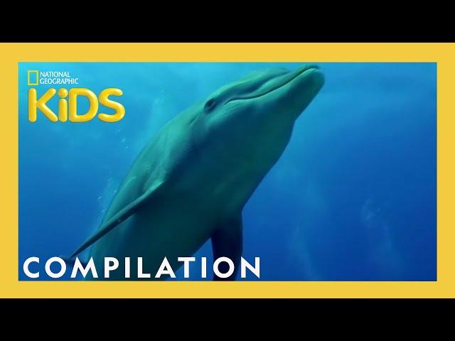 Awesome 8 Animals | 13 Minutes | Nat Geo Kids Compilation | @natgeokids