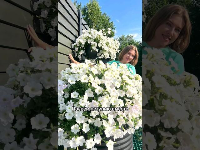 КАК СЕЯТЬ ПЕТУНИЮ ИЗ СЕМЯН НА РАССАДУ, ЧТОБЫ ПОЛУЧИТЬ 100% ВСХОДЫ