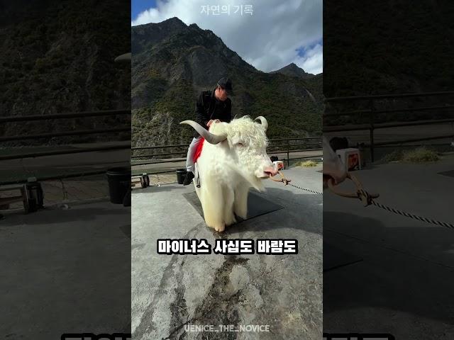 티베트 흰 야크를 소개합니다 