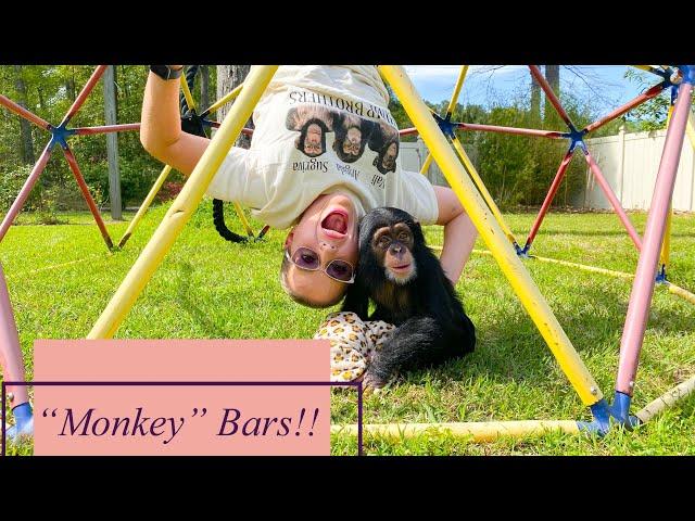 Baby Chimp plays on monkey bars!