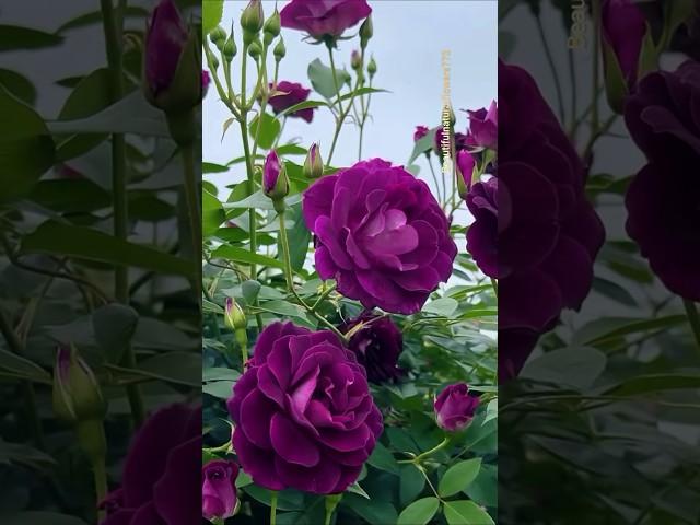 GORGEOUS Purple Roses #trendingshorts #flowers #rose