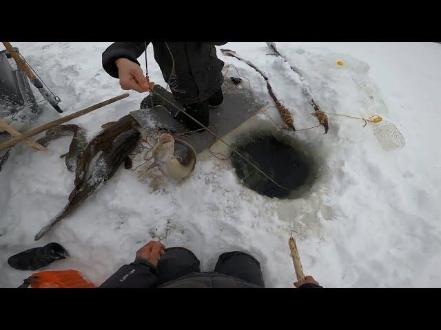 Рыбалка,Осётр на Енисее..17