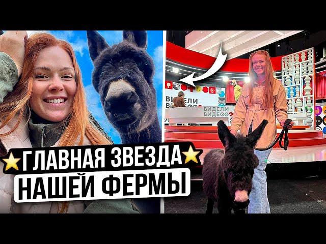 ЖИЗНЬ ДОМАШНЕЙ ОСЛИЦЫ СИРЕНЫ НА ФЕРМЕ | Необычные животные