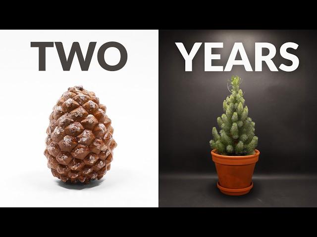 Pinecone to Pine tree timelapse