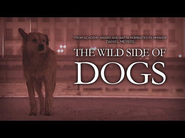 An animal documentary unlike any you have seen before | The Wild Side of Dogs | Full Film