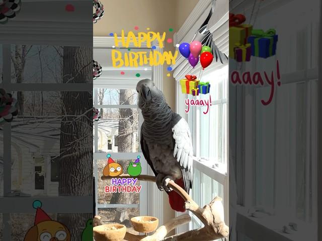 Happy Happy Birthdayto all you March Babies#happybirthday #birthday #march #hb #parrot #birds