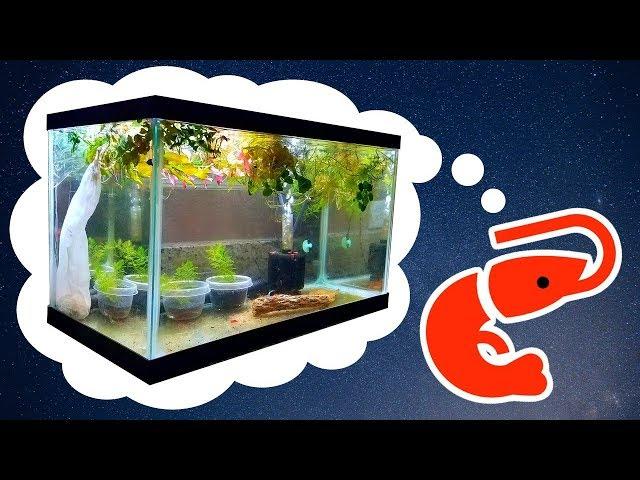 HOW TO: Easy Cherry Shrimp Tank for Breeding