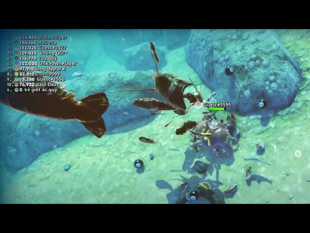 Tran Tuan Channel: GROWING in THE STRONGEST CRAB (Black Crab)