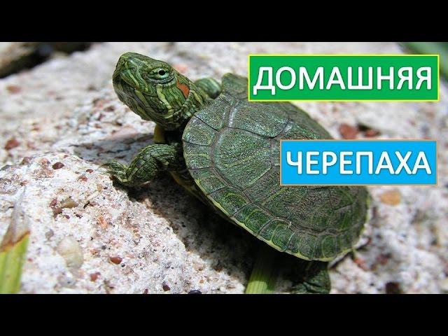 Домашняя  черепаха. Красноухая  черепаха.