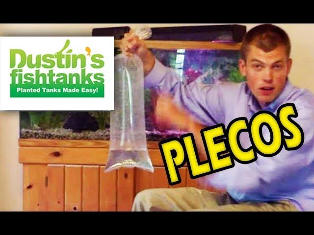 BAGGING PLECOS: Adding Aquarium Plants with Pleco Fish for a Long Trip