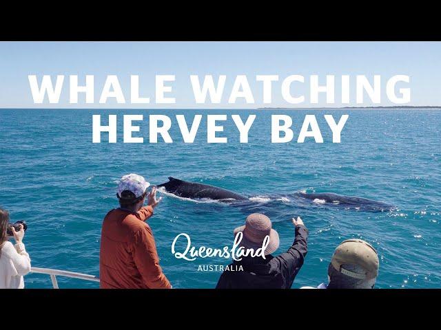 What it's like to go whale watching in Queensland