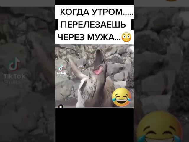 Пингвин и морж очень смешное видео