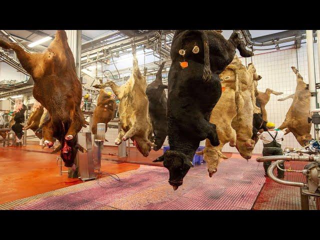 Incredible latest cow raising method for slaughterhouse. Amazing cow milking harvest farm technology