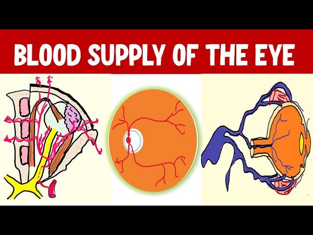From Arteries to Arcades: Understanding Blood Supply of Eyeball
