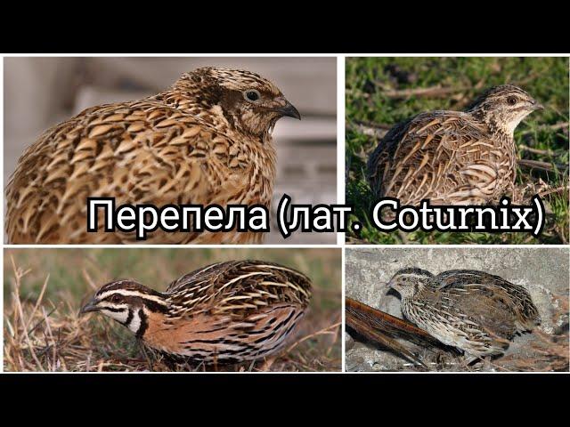 Перепела (лат. Coturnix)