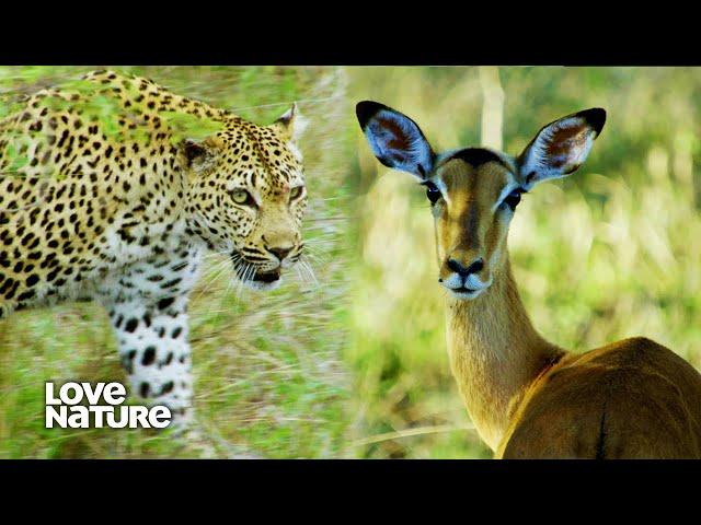 Predator vs. Prey on the Africa Savannah | Wildlife Icons Ep105