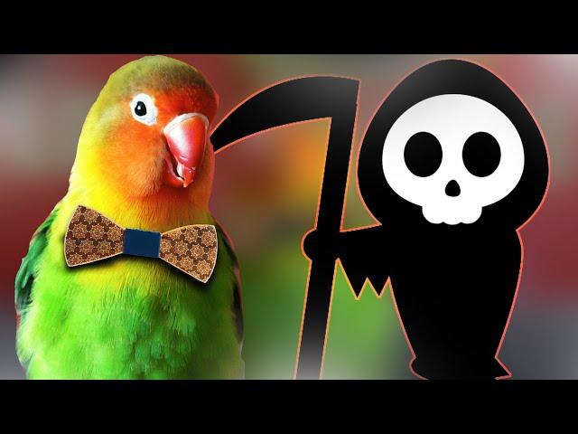 How I Saved my  LOVEBIRD from Death ?!