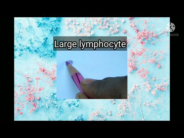 Connective tissue - Histology diagrams step by step with brief description