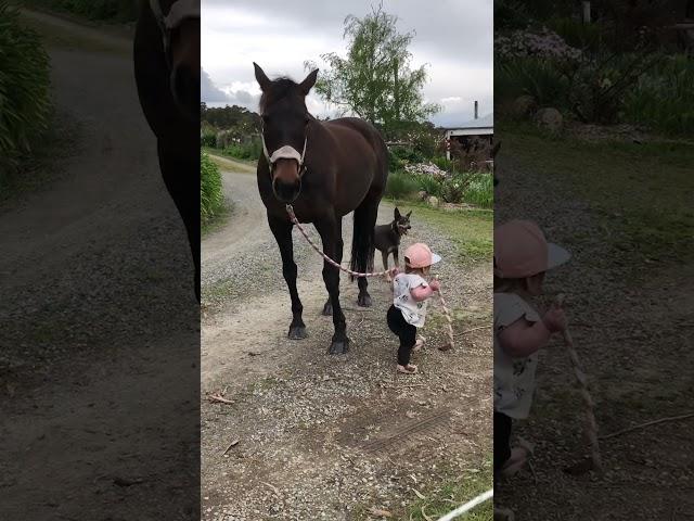 Adorable Little Girl Leads Patient Horse!