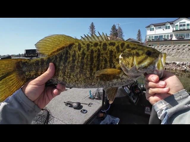 4 pound Smallie!    "What Lake am I fishing?!" 