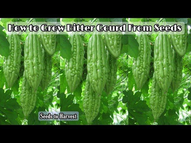How to Grow Bitter Gourd From Seeds at Home || Easy for beginners by NY SOKHOM
