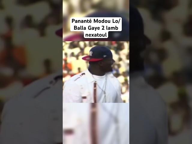 Napanté Modou Lo/Balla Gaye 2 lamb nexatoul #viral #luttetv #lambsenegal #modoulo #dakar #shorts