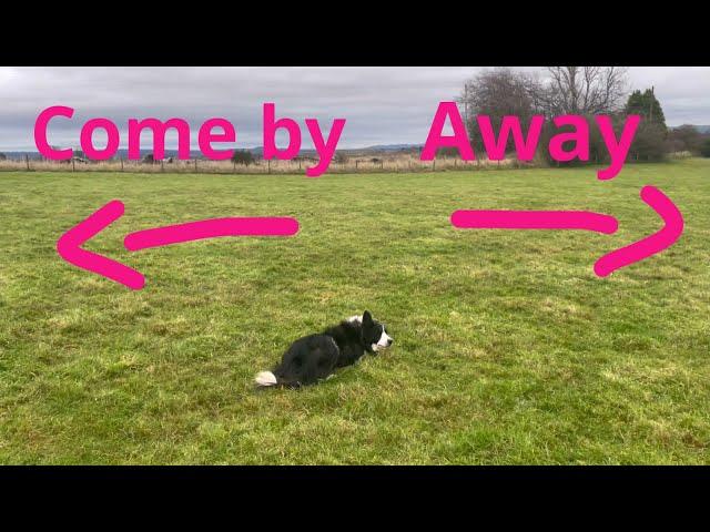 Sheepdog commands explained