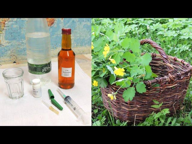 Juice  celandine without alcohol additives - how to make and preserve (juice).