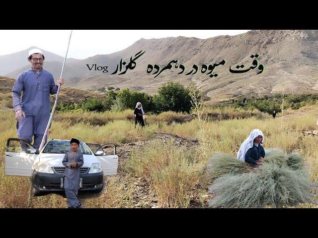 Daily Routine of a [Resident Evil 4] Farmer  #Dahmardeh Gulzar #mujtaba vlog