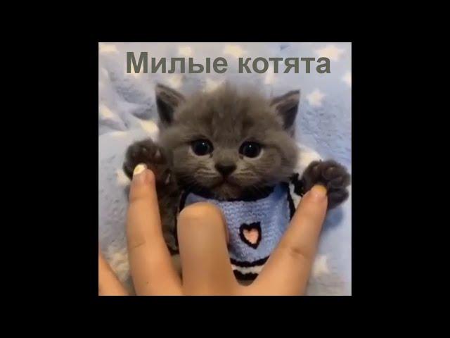 Милые и забавные КОТЯТА #3 | Самое милое видео ;)