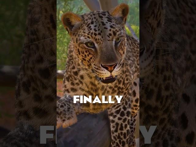  Frontier FINALLY UPDATED the African Leopard! | #Shorts #PlanetZoo