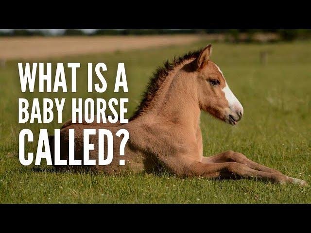 What is a Baby Horse Called?