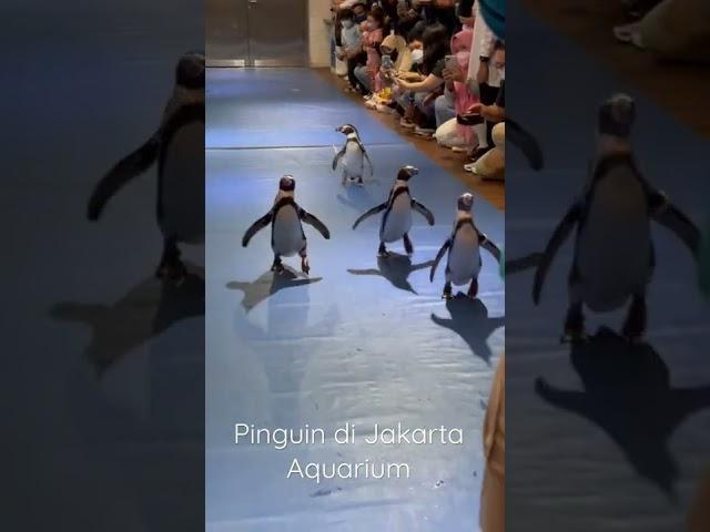 Pinguin Show di Jakarta Aquarium #jakartaaquarium