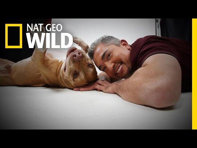 Daddy's History | Cesar Millan: Love My Pitbull