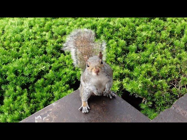 Squirrel gets offended when I call him the wrong name