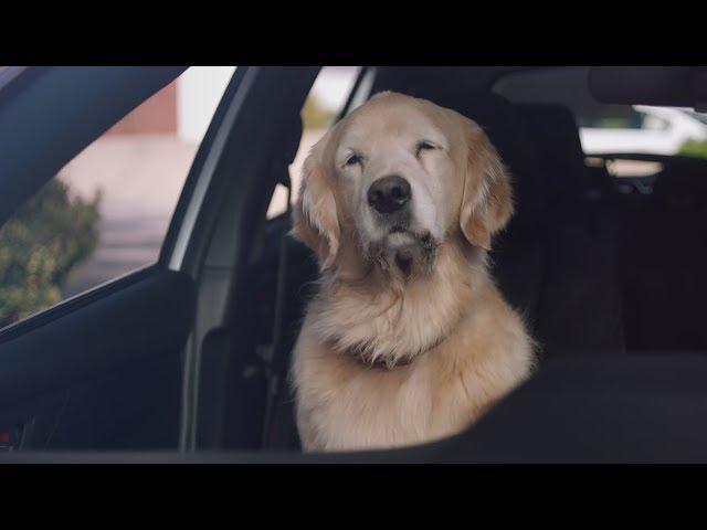 Funny Commercial Dog Driving Lesson Subaru