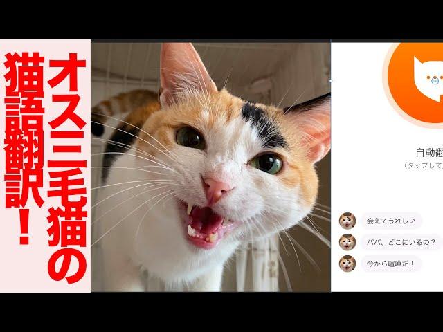 鳴き声のクセが凄いオス三毛猫、にゃんトーク猫語翻訳に挑む My male calico and ‎'MeowTalk Cat Translator'