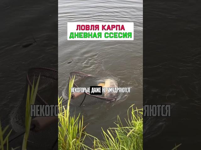 Как поймать много карпа за день? #карпфишинг