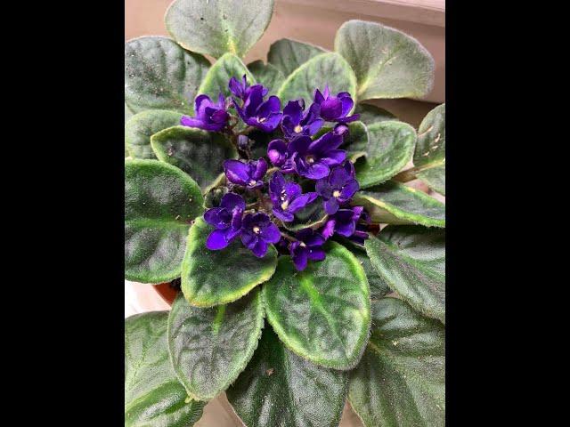 HOW TO MAKE AFRICAN VIOLETS BLOOM AND GROW FASTER, Have an overall healthier look #africanviolets