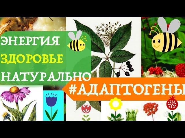 АДАПТОГЕНЫ: ЭНЕРГИЯ И ЗДОРОВЬЕ БЕЗ ВРЕДА? ЛУЧШИЕ АДАПТОГЕНЫ