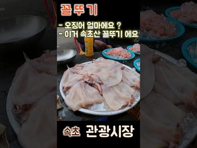 속초 관광 수산시장 FT. 대왕 꼴뚜기 ( 갈고리 흰 오징어 ) 6마리 - 2만원 #수산물