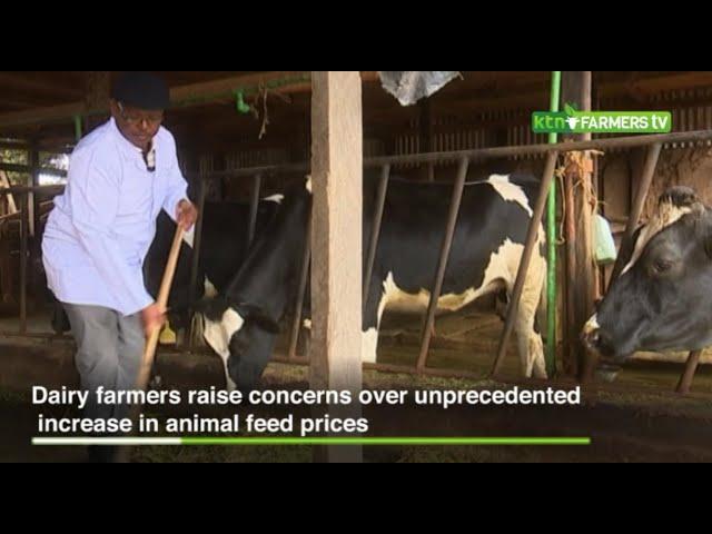 Animal Feed Crisis in the dairy sector -